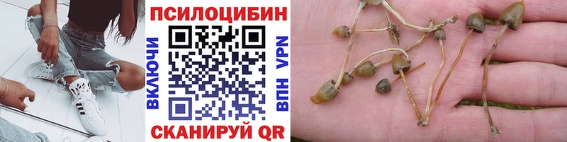 Псилоцибиновые грибы Cubensis  купить закладку  Байкальск 